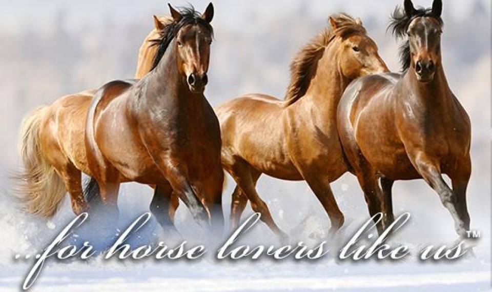 Horse Tack Accessories and Rider Equipment Online Shop USA